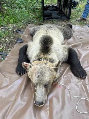 Grizzly bears are expanding their roaming grounds meaning they need more  protection, new study says